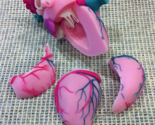 3D Printed Heart Model - Before Assemble